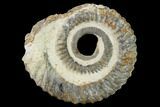 Early Devonian Ammonite (Anetoceras) - Tazarine, Morocco #154700-1